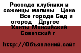 Рассада клубники и саженцы малины › Цена ­ 10 - Все города Сад и огород » Другое   . Ханты-Мансийский,Советский г.